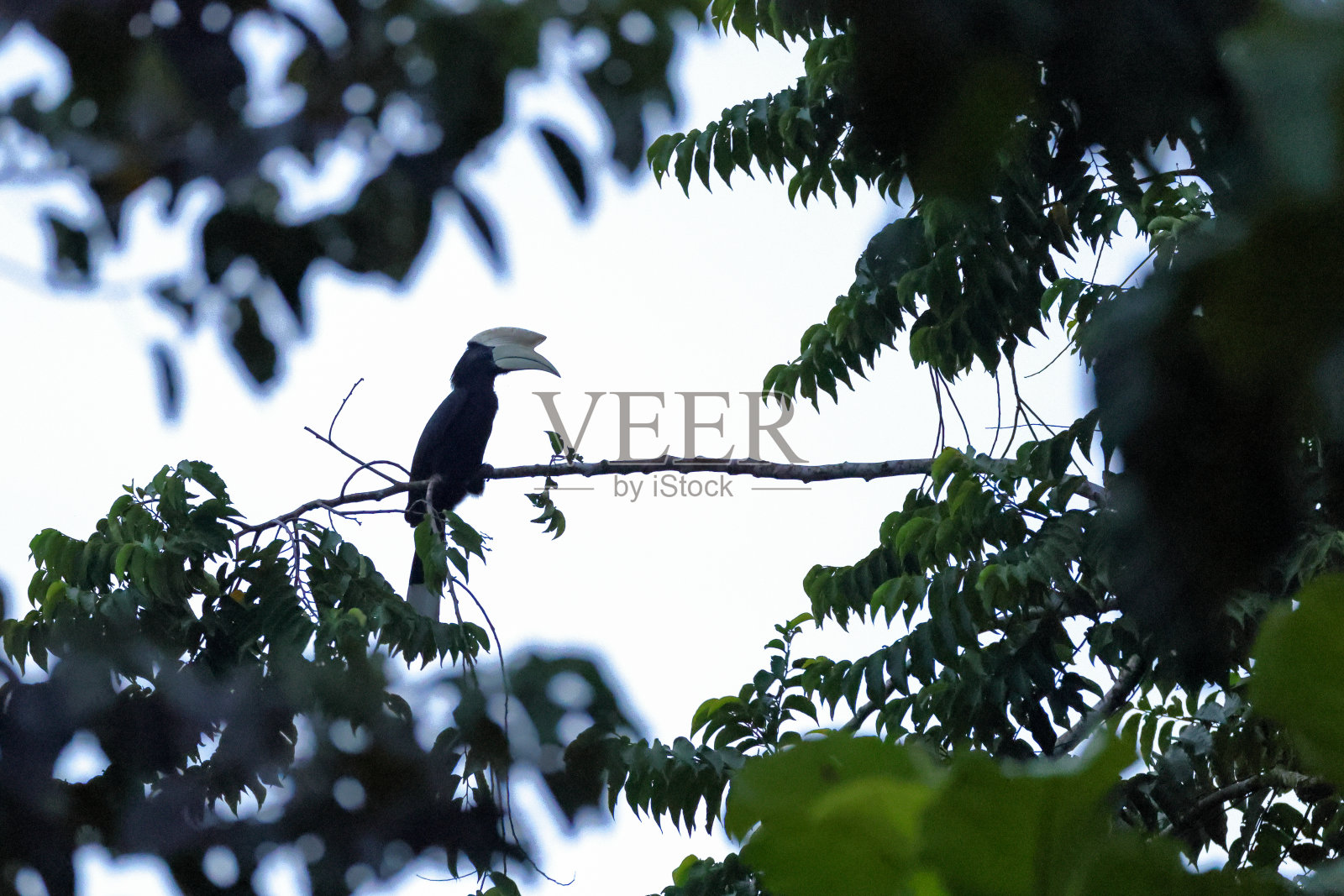 犀鸟剪影:成年雄性黑犀鸟(马来炭疽角)。照片摄影图片