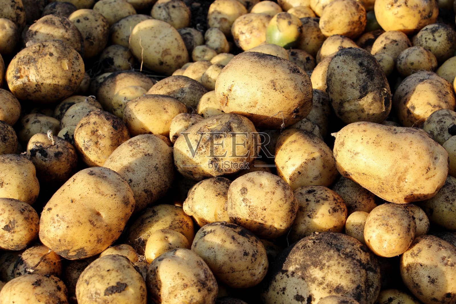 一堆白土豆照片摄影图片