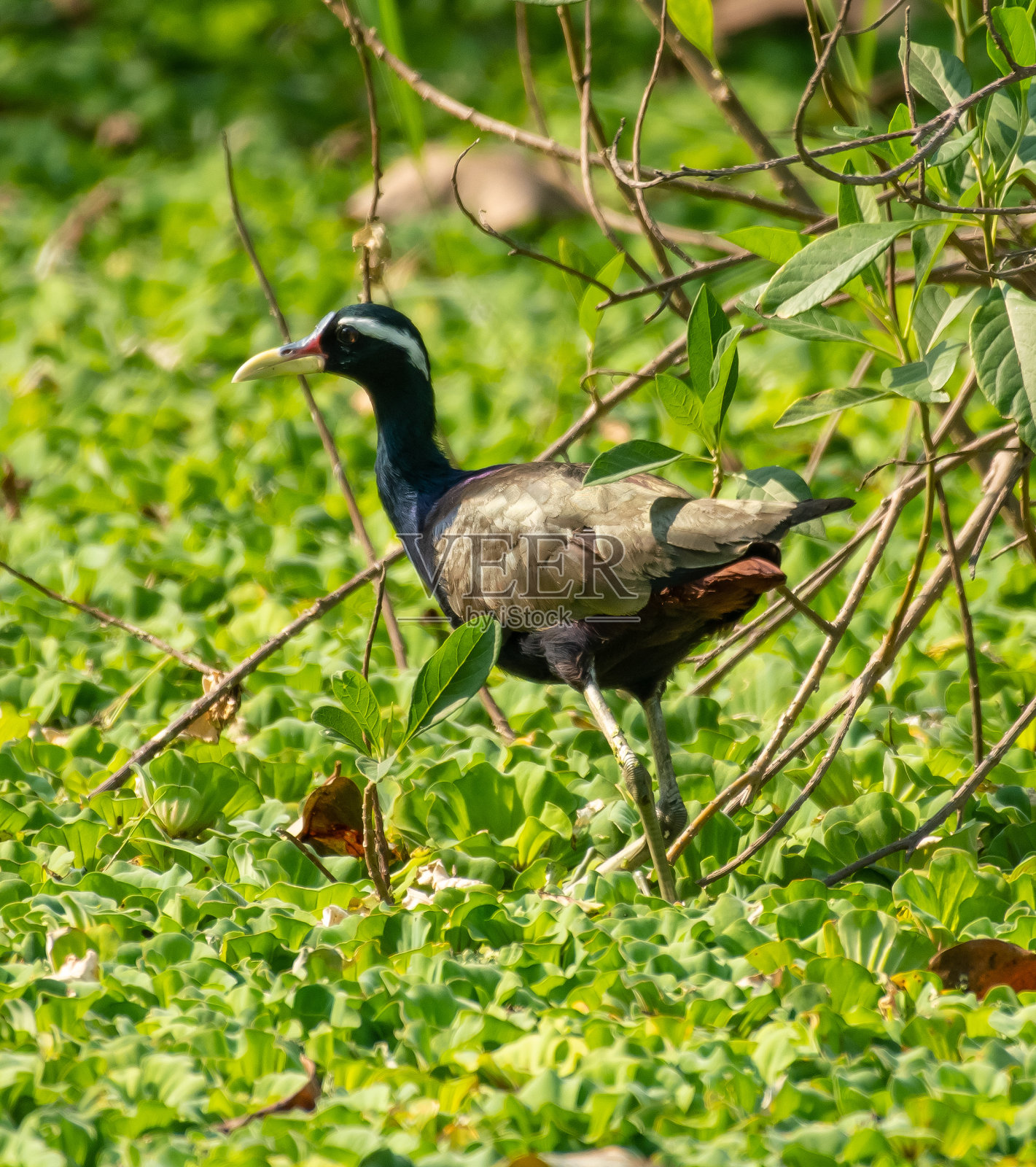 Bronze-winged水雉照片摄影图片