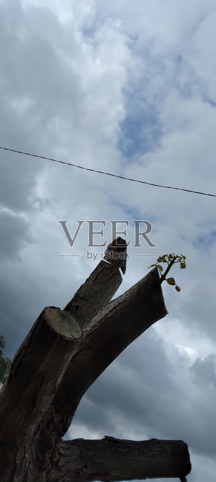 砍树长芽照片摄影图片