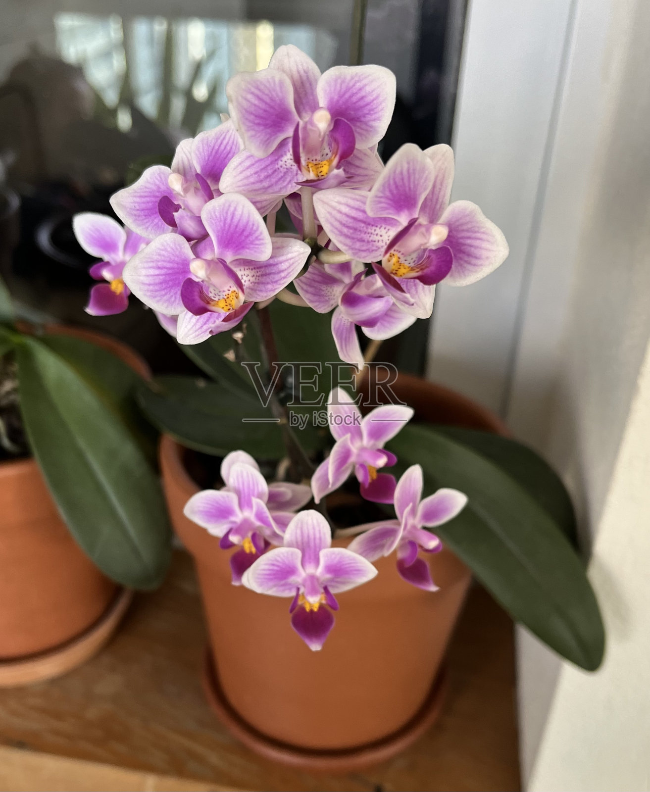 粉色和红色兰花盛开的花瓶照片摄影图片