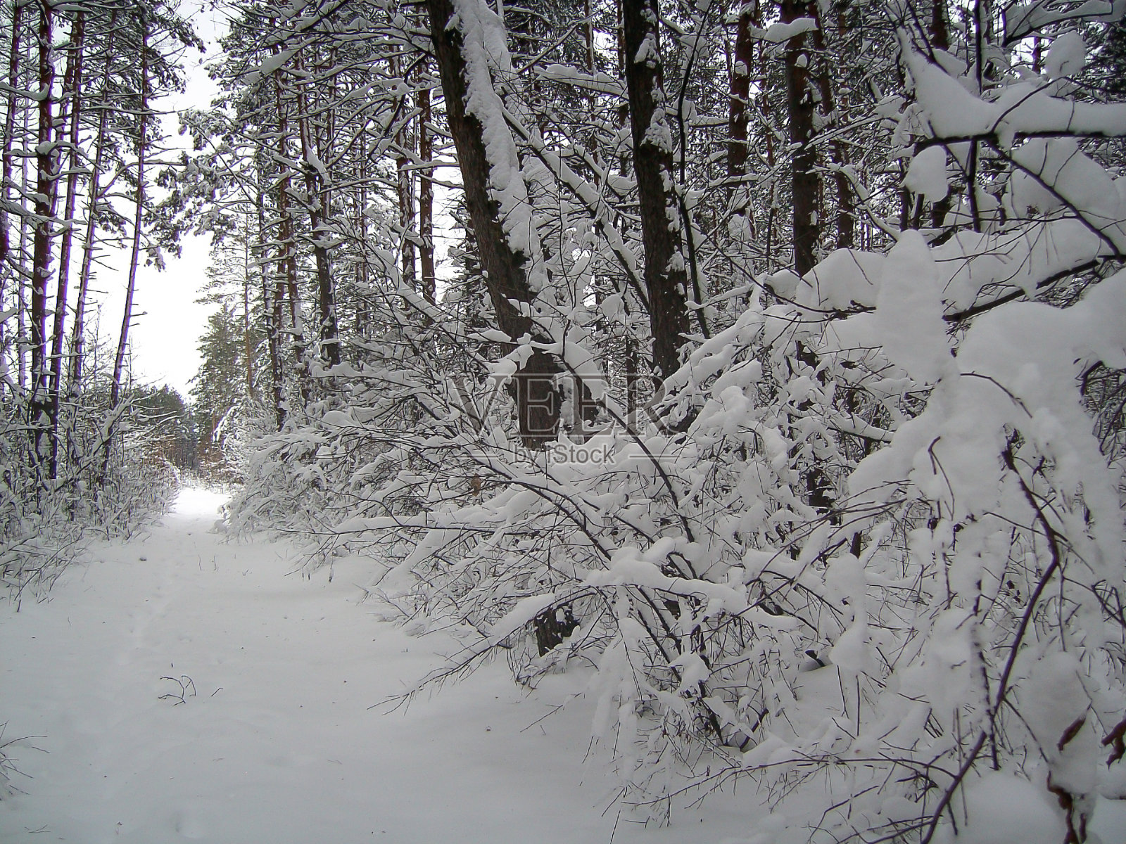 一条森林道路，两旁的树木覆盖着一层厚厚的积雪照片摄影图片