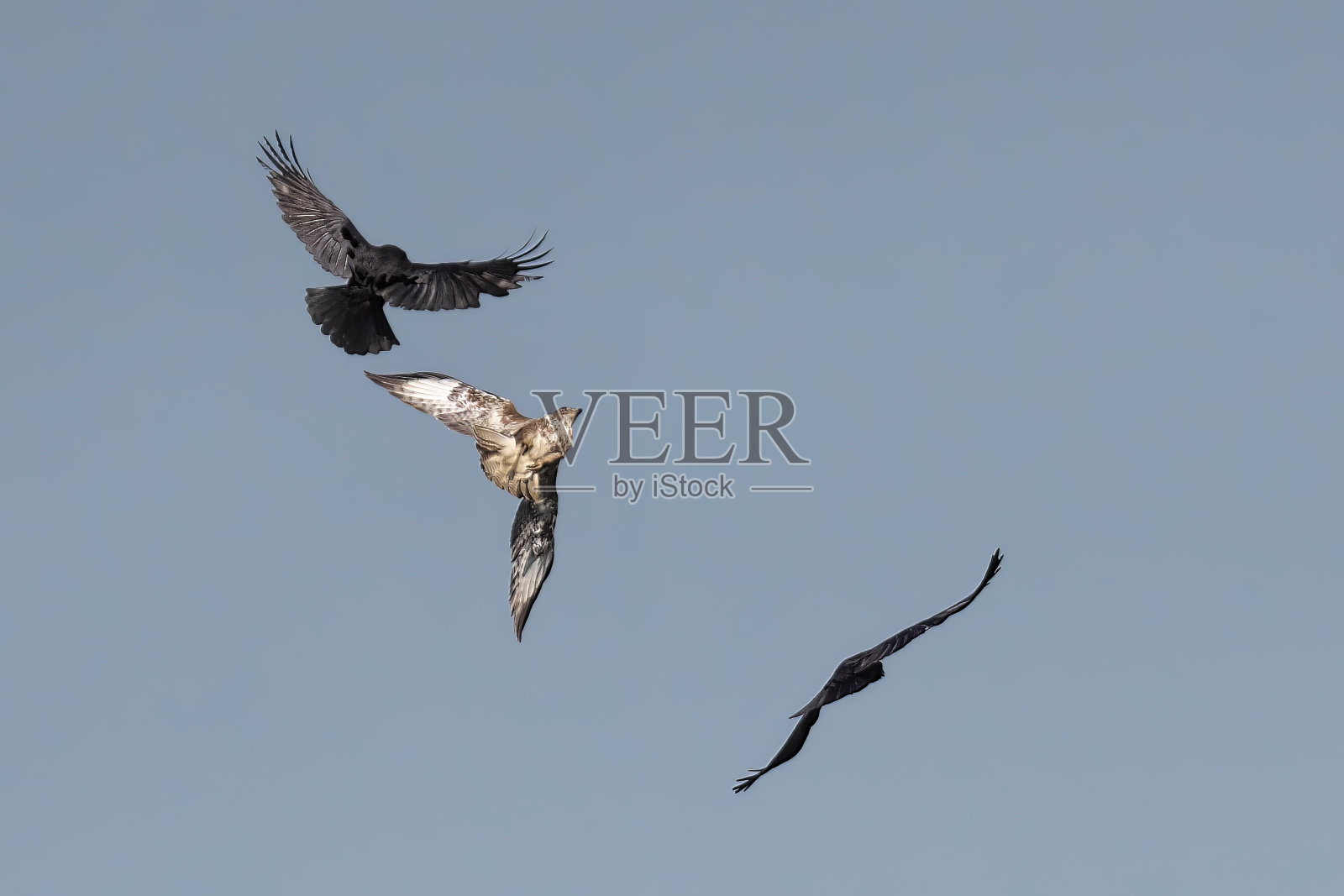 在湛蓝的天空中飞翔，展开翅膀，摆出庄严的姿态照片摄影图片