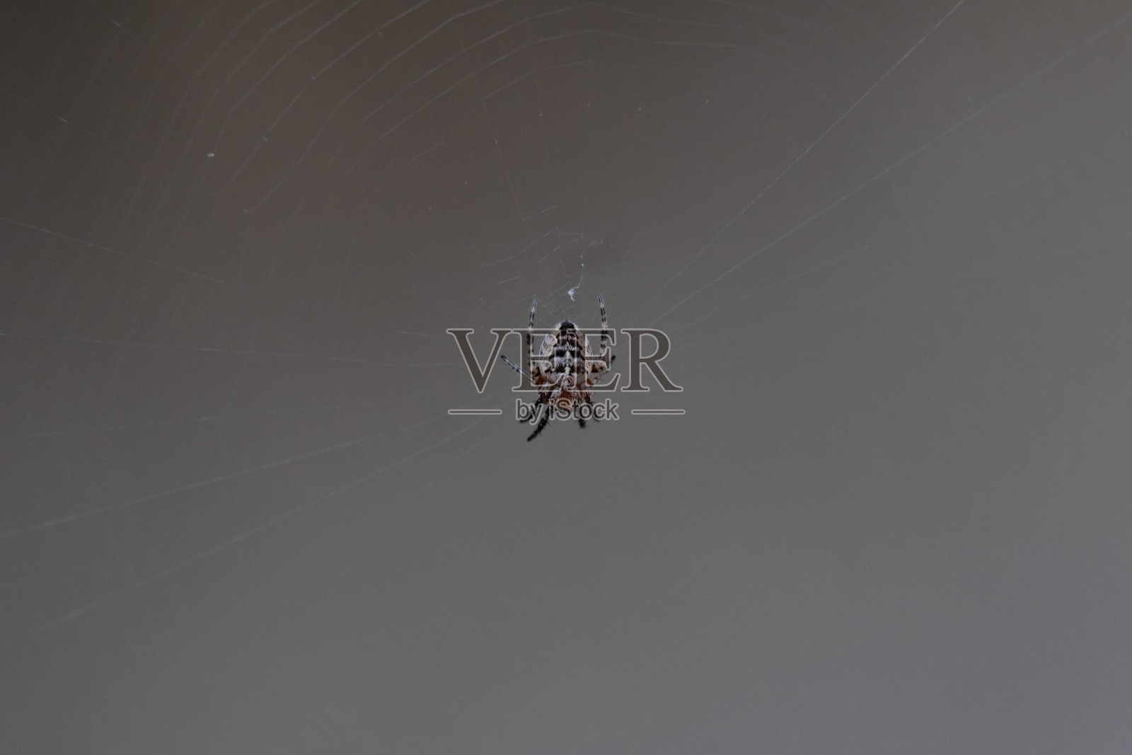 蜘蛛网(蛛网)特写背景。照片摄影图片