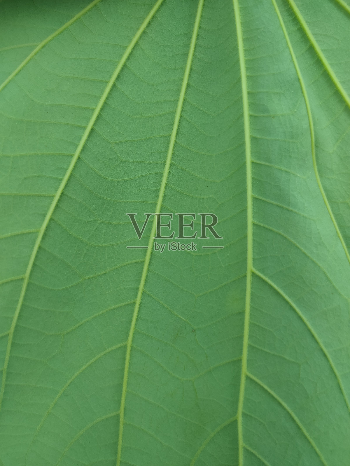 绿叶图案照片摄影图片