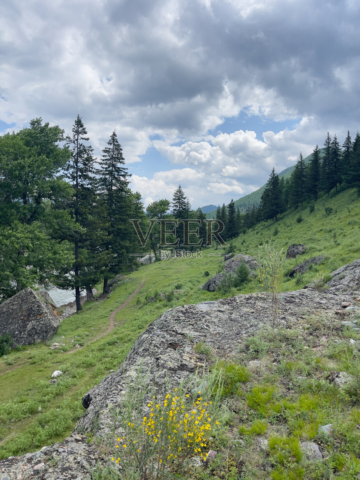 青山绿水，绿草如茵。阿尔泰，西伯利亚，俄罗斯照片摄影图片