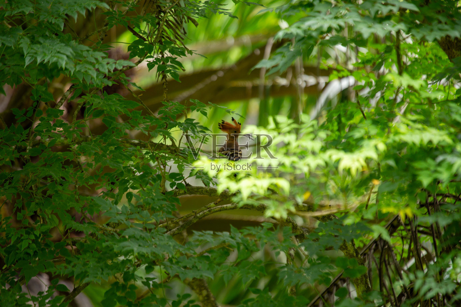 Hoopoe(尤帕流行音乐)在马德里，西班牙照片摄影图片