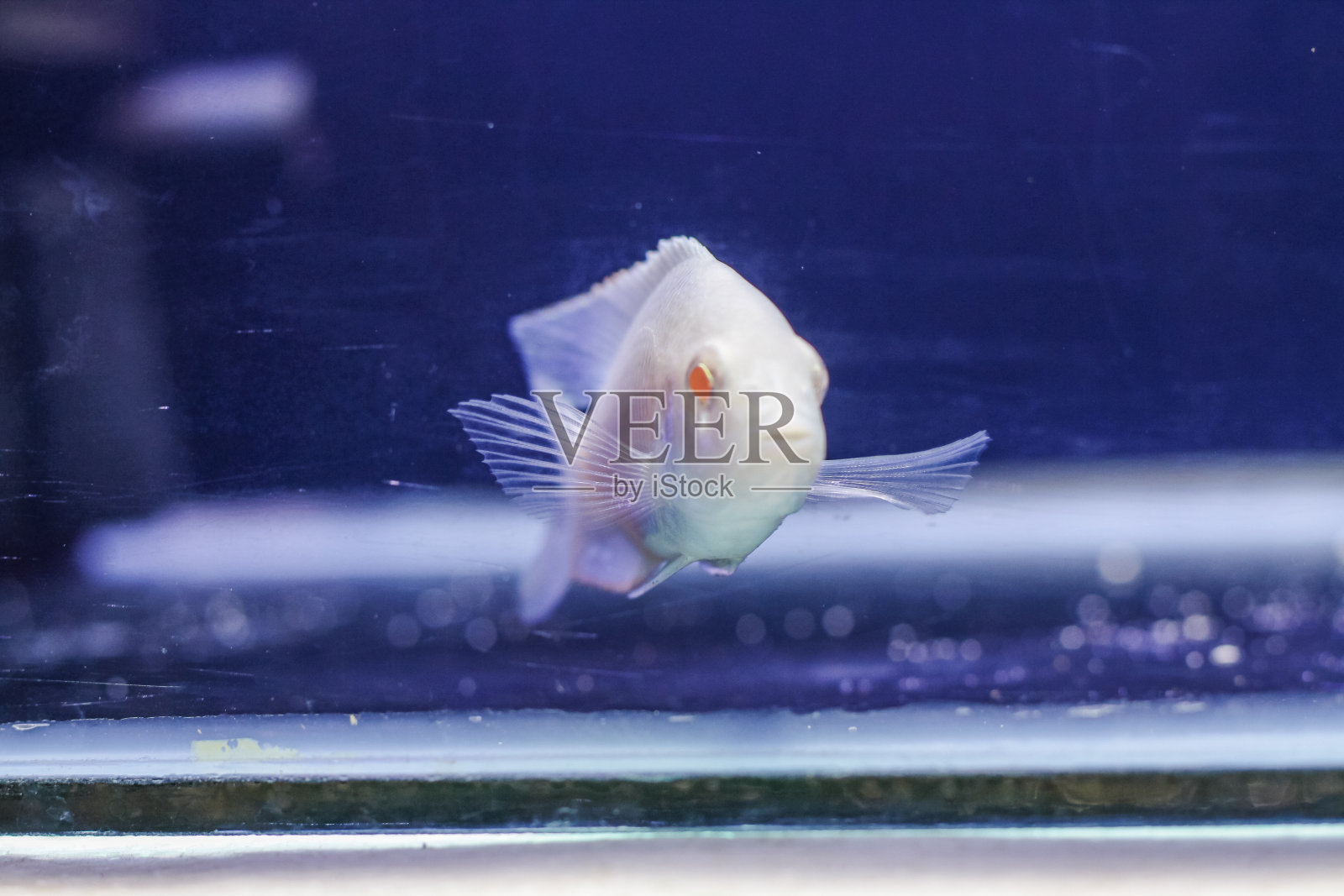 装饰鱼照片摄影图片