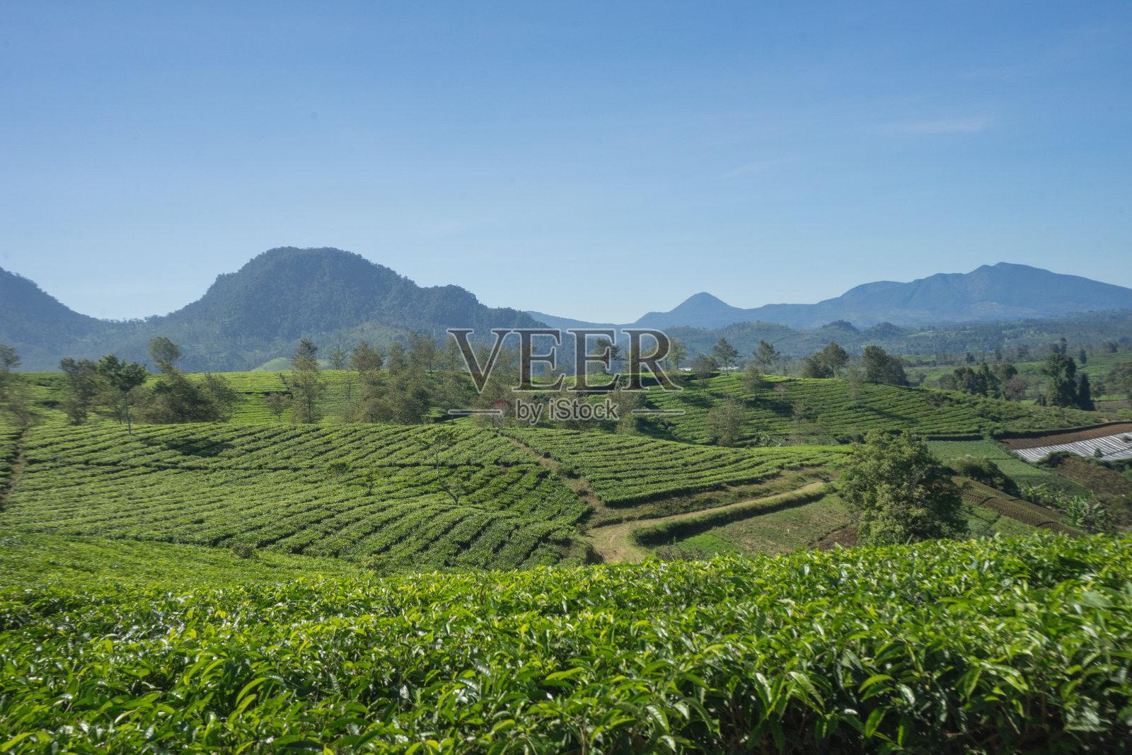 茶园的花蕾、树叶和树木以山和清澈的蓝天为背景照片摄影图片