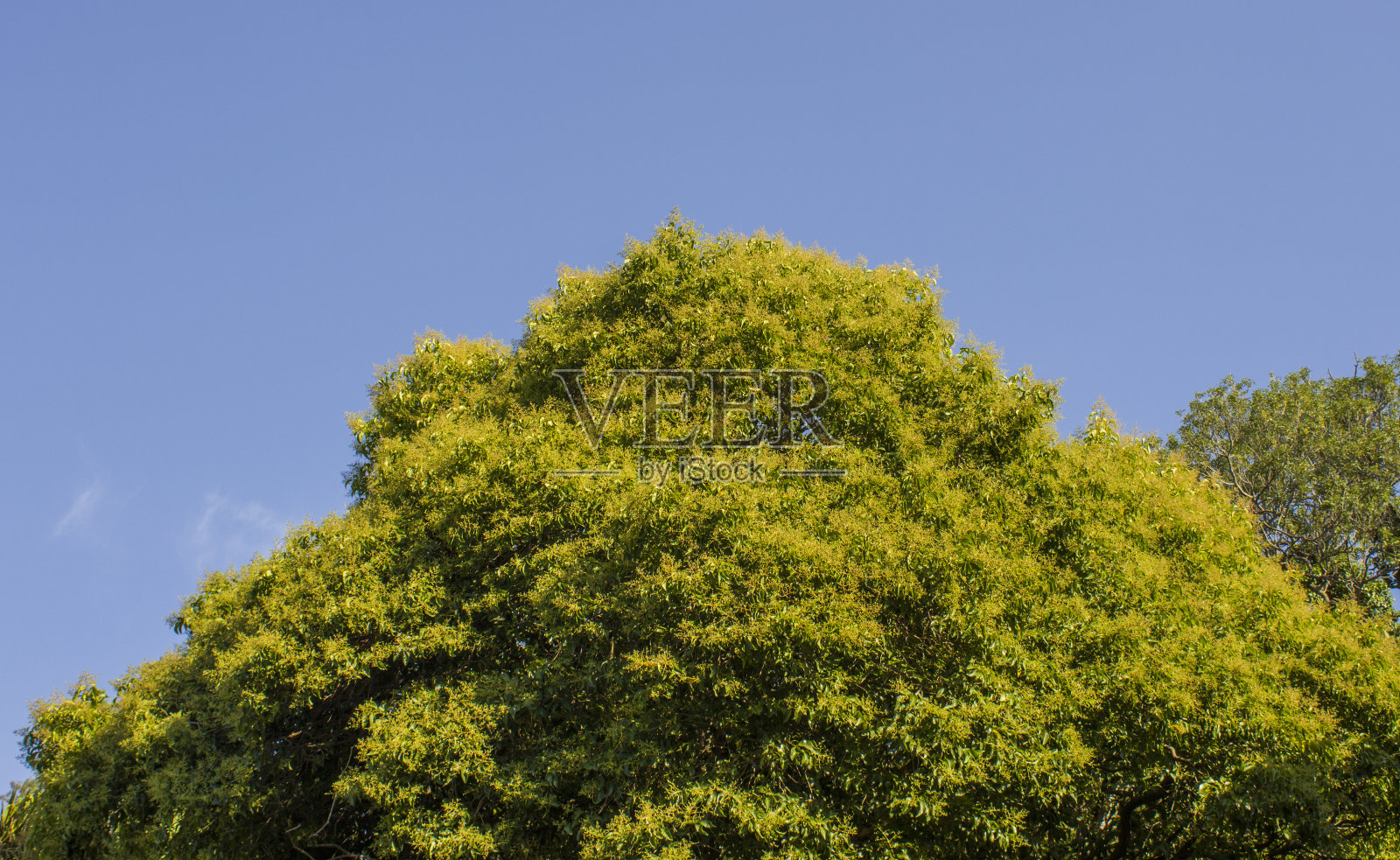 美丽的常青树映衬着天空。照片摄影图片