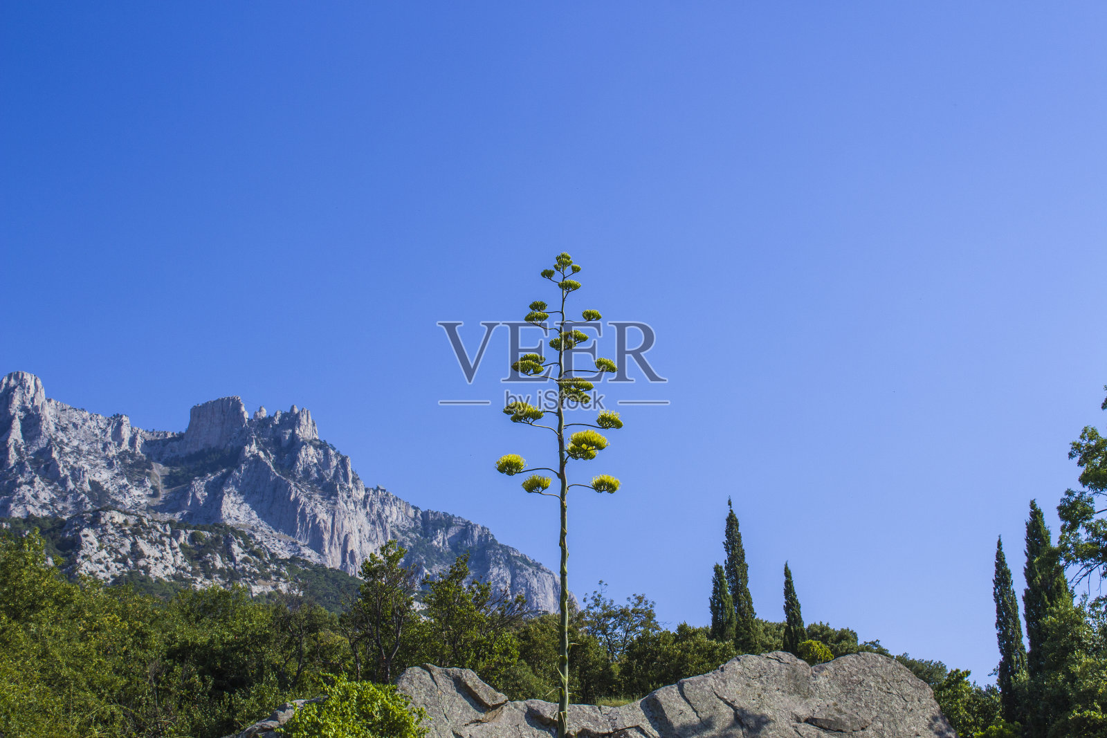 一棵高大的稀有树，背景是群山和天空。照片摄影图片