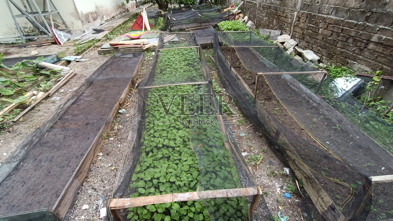 邦加岛上的绿色蔬菜种植园照片摄影图片