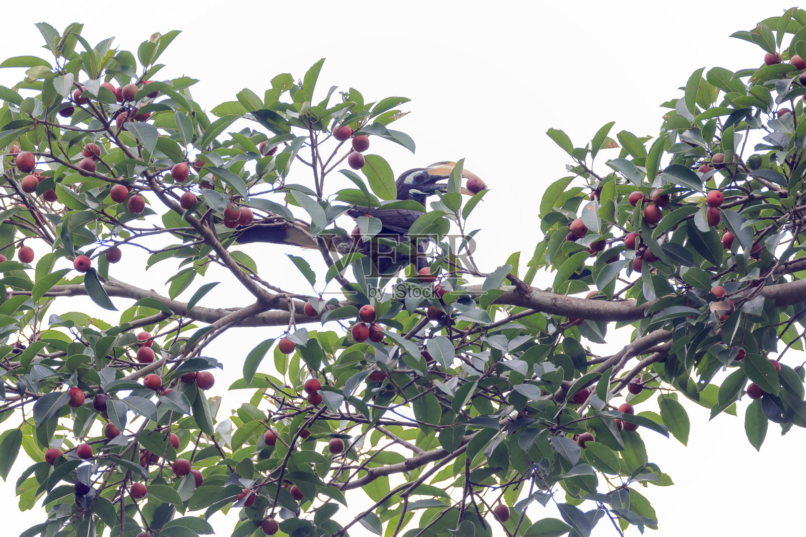 犀鸟:成年雌性毛冠犀鸟(灰犀鸟)。照片摄影图片