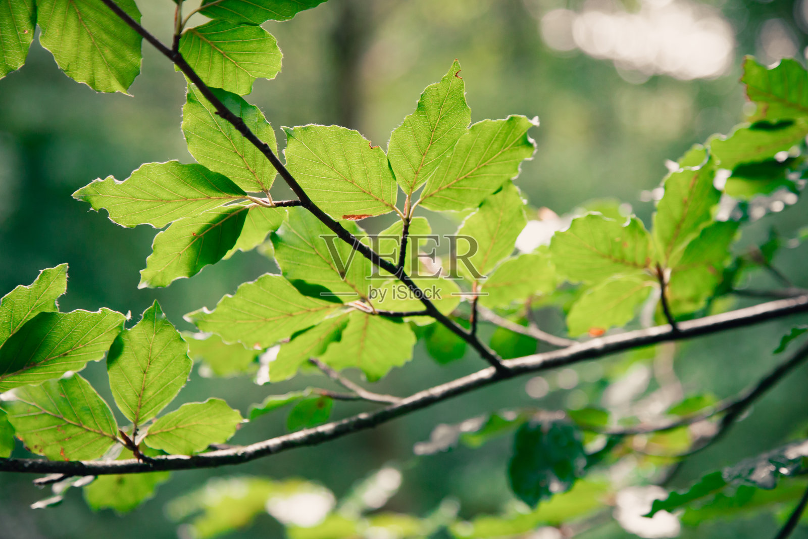 山毛榉的叶子照片摄影图片
