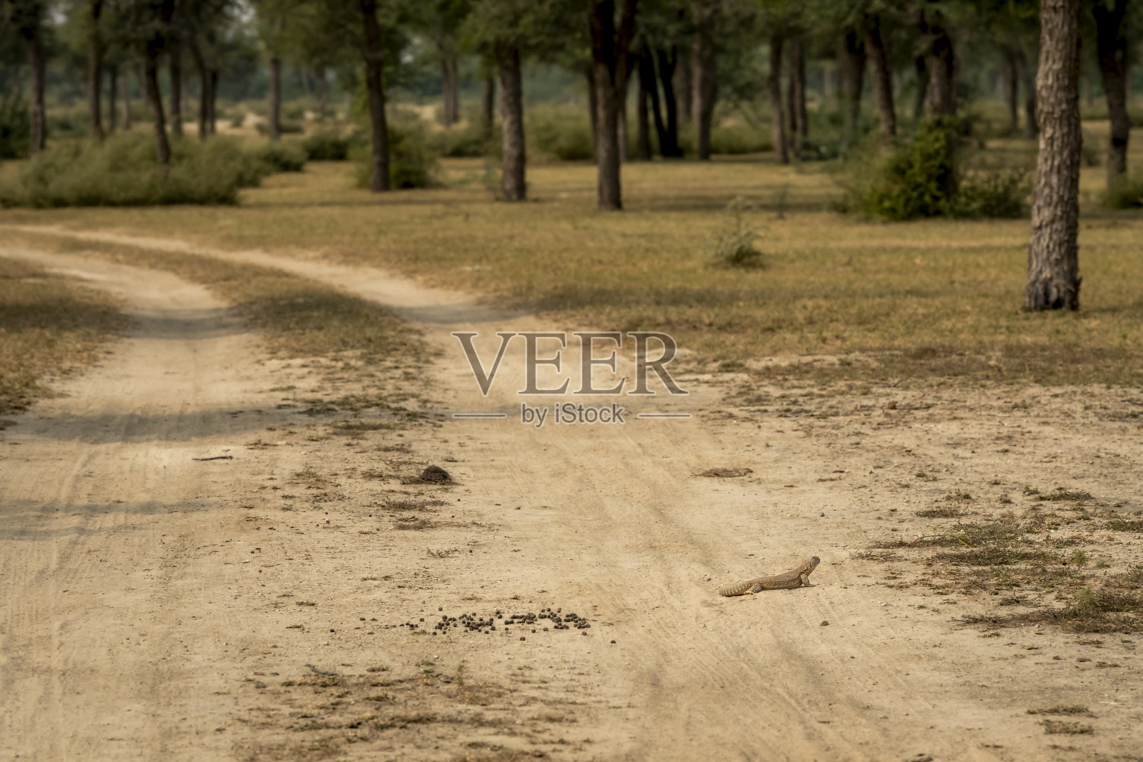 在印度拉贾斯坦邦的塔尔查帕尔保护区，刺尾蜥蜴或Uromastyx从洞穴中出来照片摄影图片
