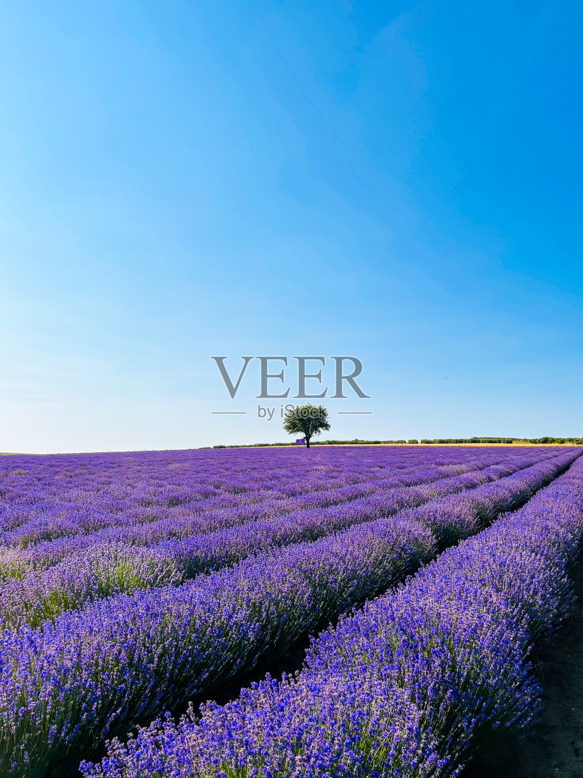 薰衣草田照片摄影图片