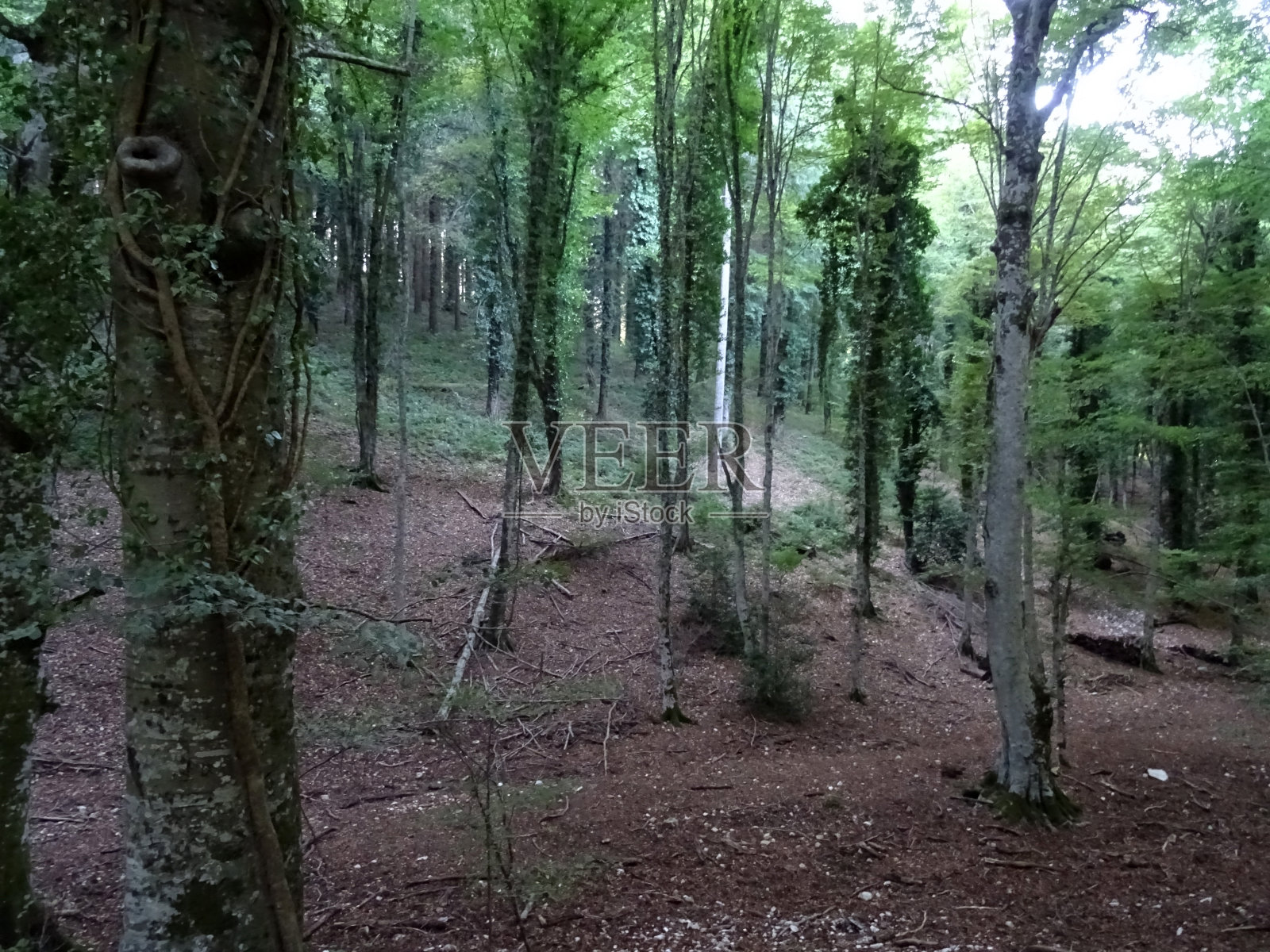 本影森林照片摄影图片