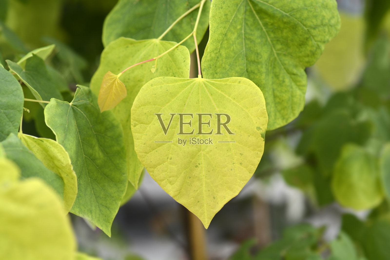 东方紫荆，旭日照片摄影图片