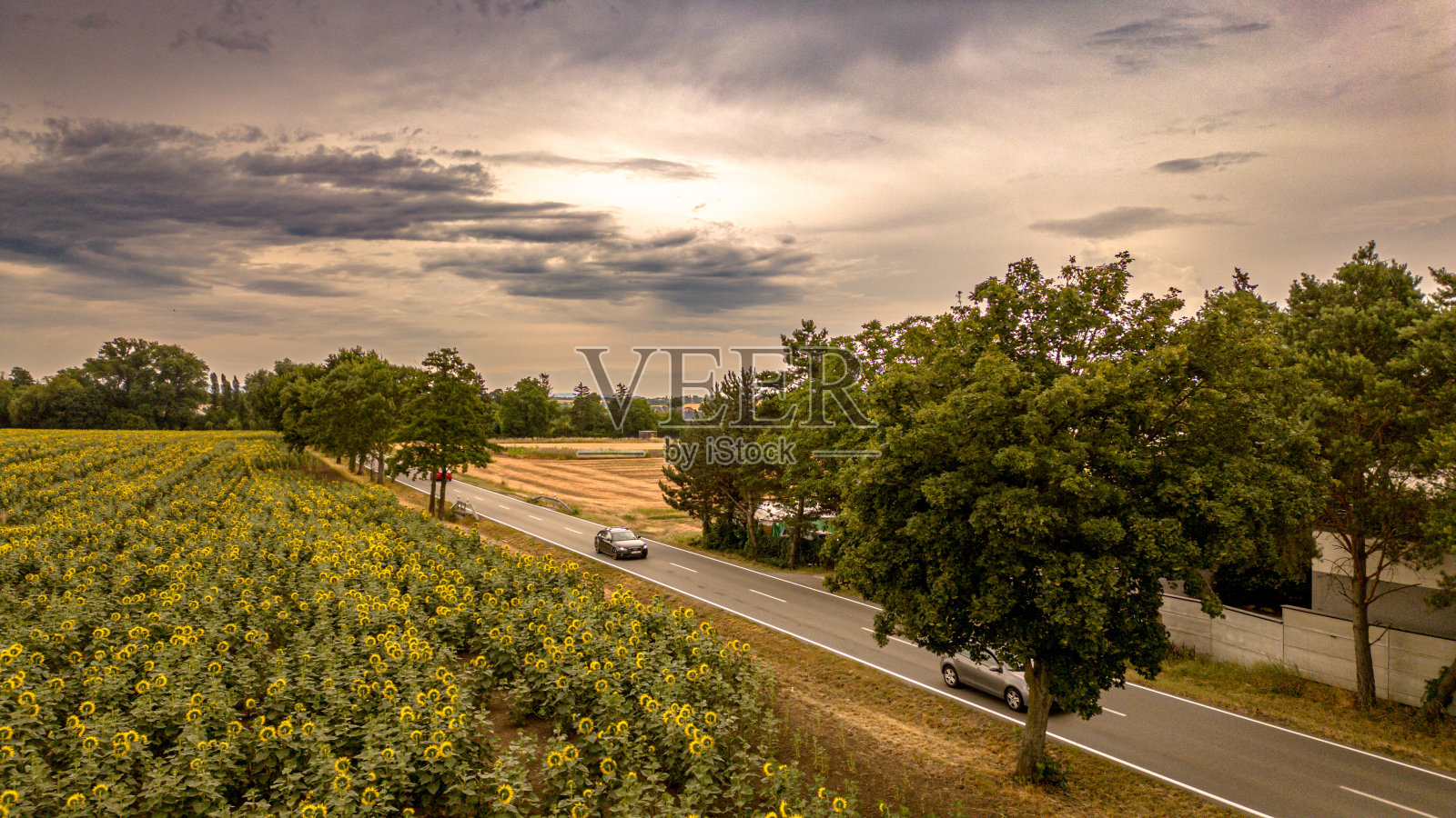 夕阳下的向日葵田照片摄影图片