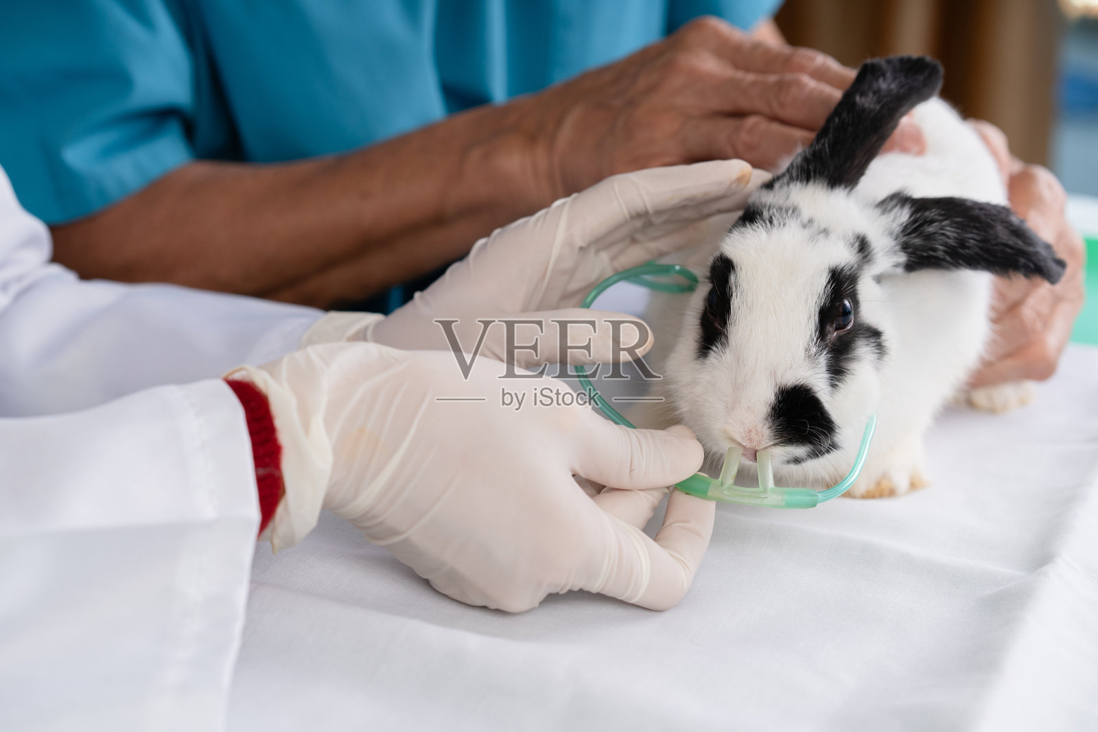 兽医为病兔准备了鼻呼吸辅助氧气呼吸器照片摄影图片