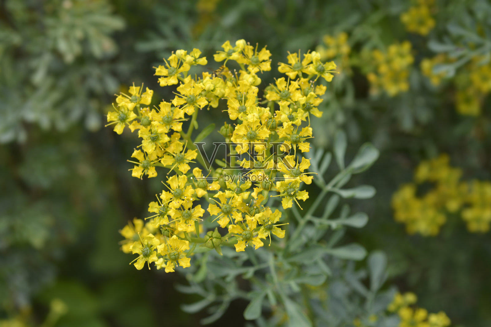 常见的街照片摄影图片