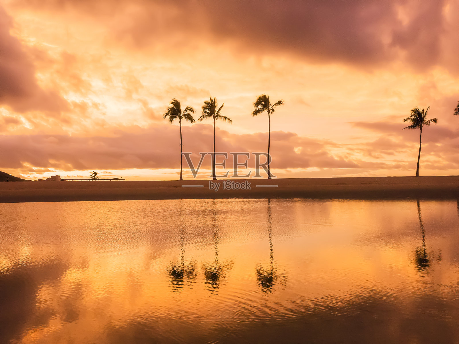 烈日下的椰子树照片摄影图片