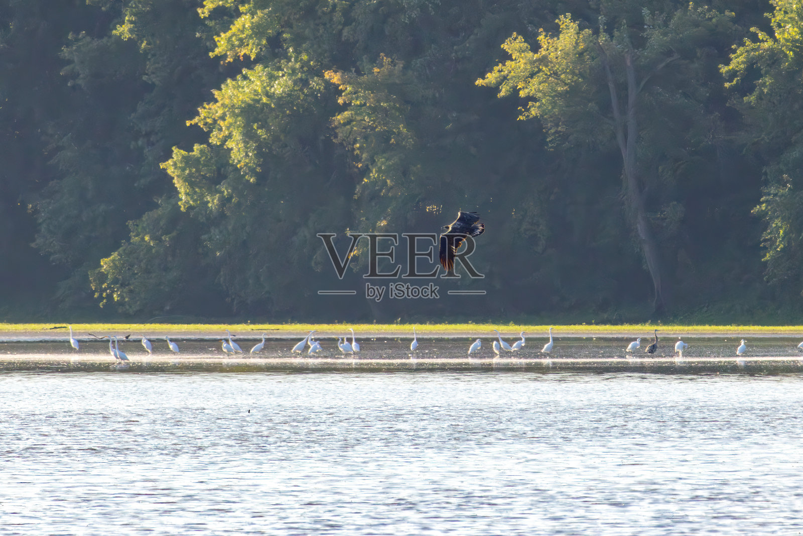 观鸟远足照片摄影图片