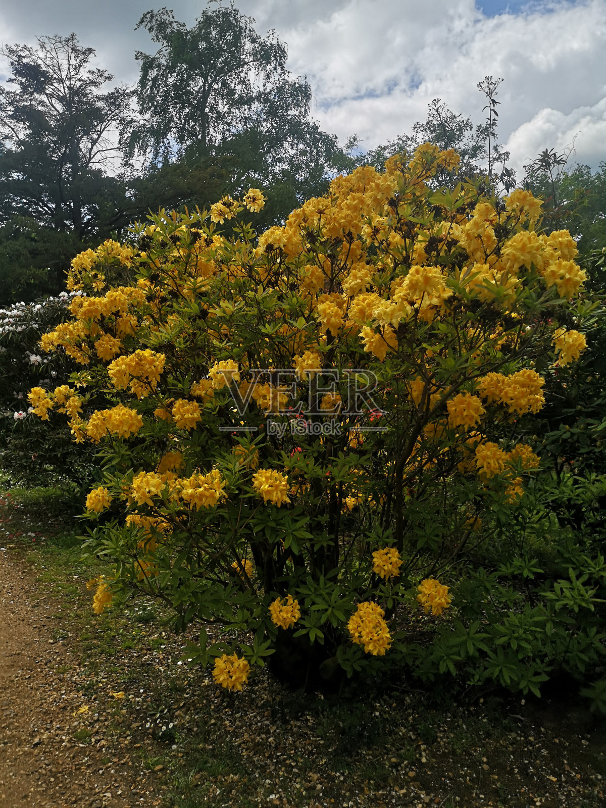 花照片摄影图片