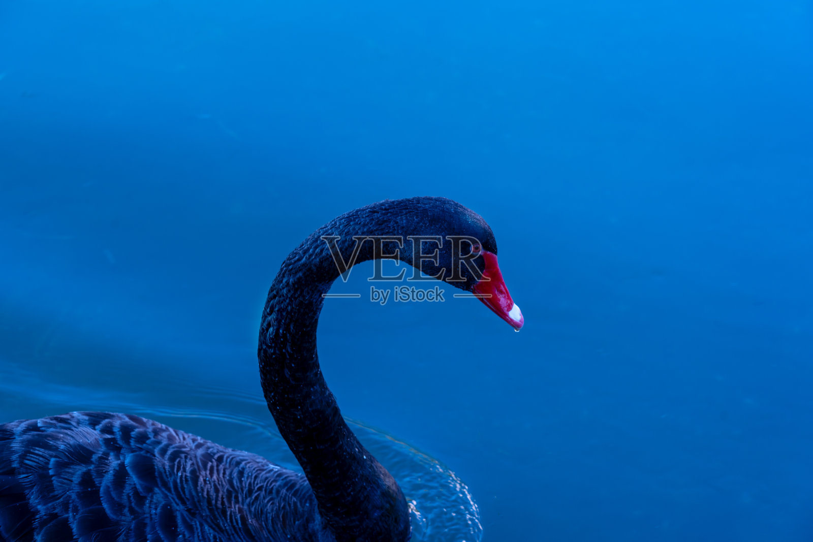 黑天鹅长长的脖子上优雅的曲线美照片摄影图片