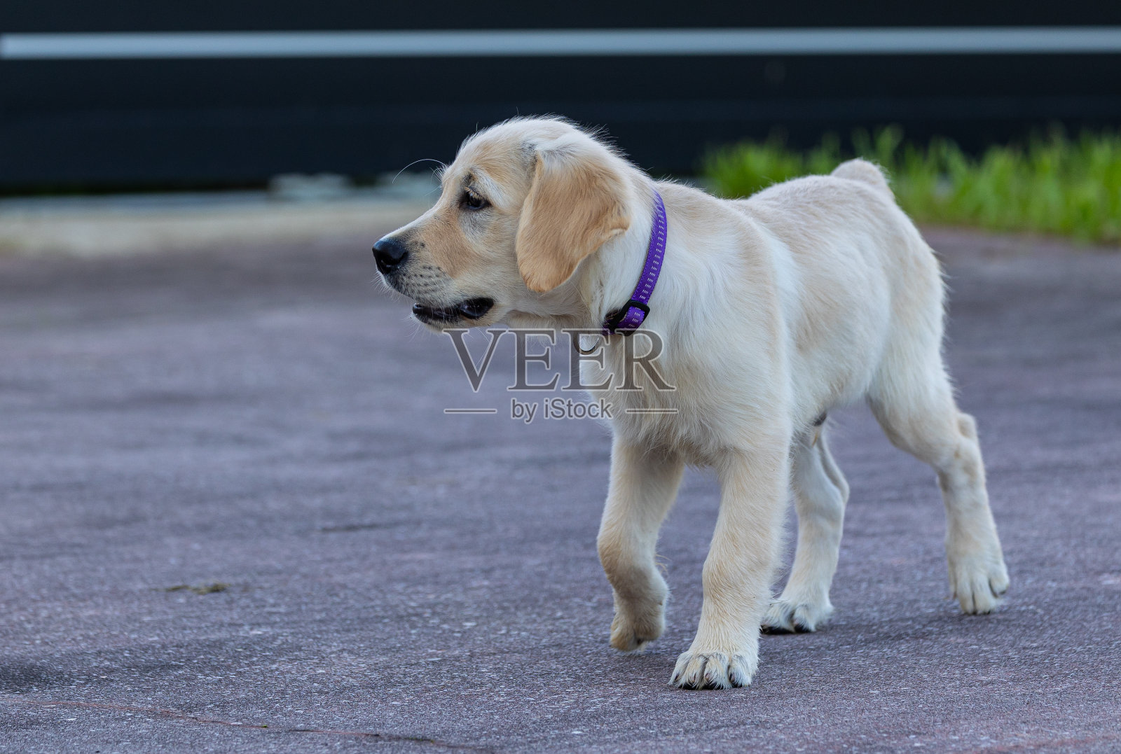 德克斯特，我们家的新成员照片摄影图片