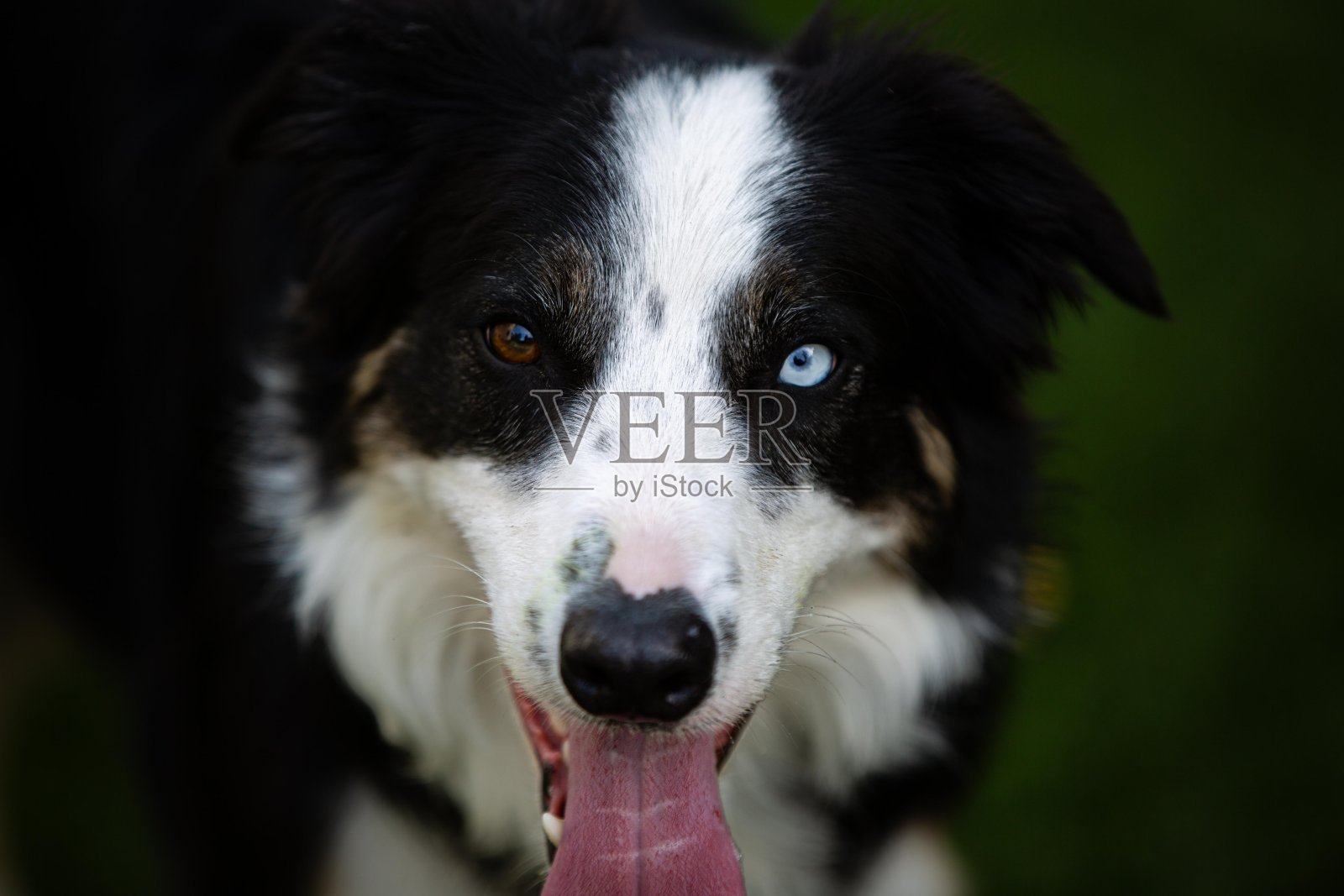 蓝眼照片摄影图片