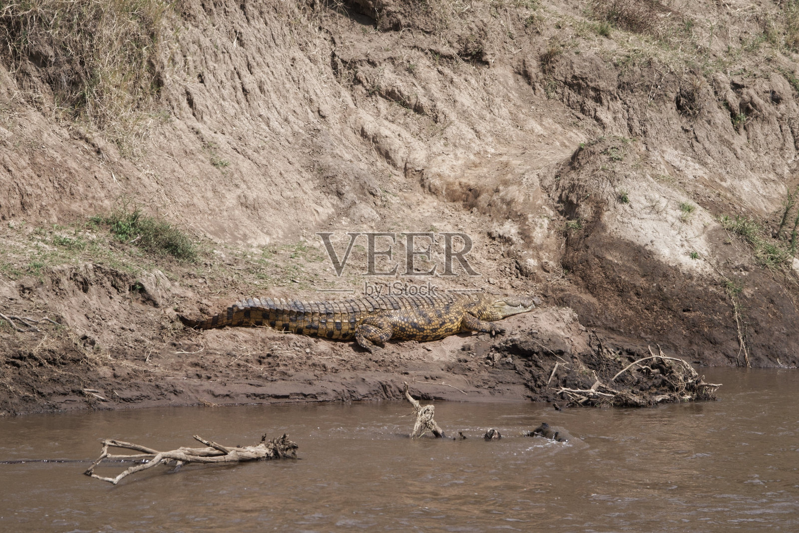 《荒野大白鲨:捕捉鳄鱼》照片摄影图片