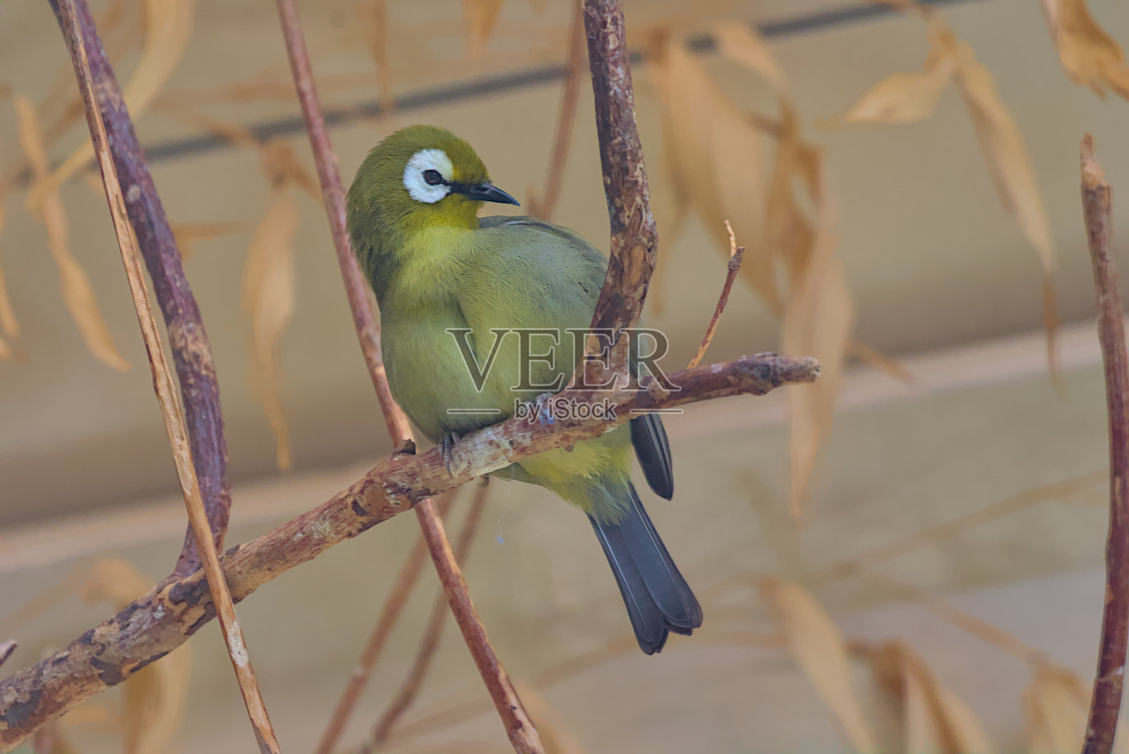 黄腹白眼鸟是白眼科雀形目鸟类中的一种。照片摄影图片
