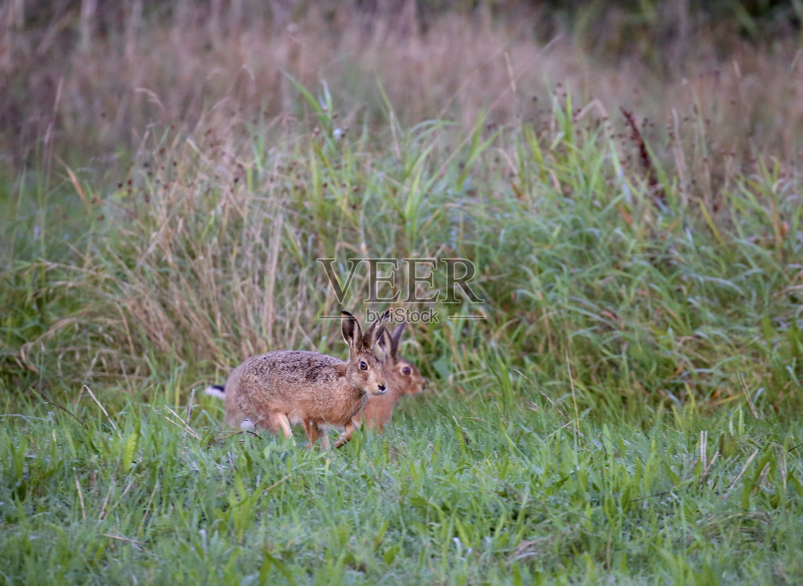 棕色野兔照片摄影图片