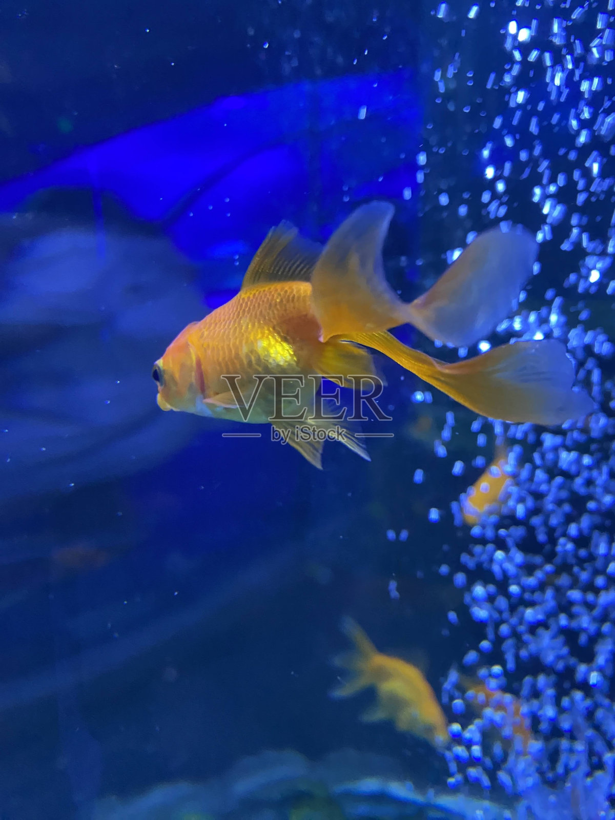 金鱼照片摄影图片