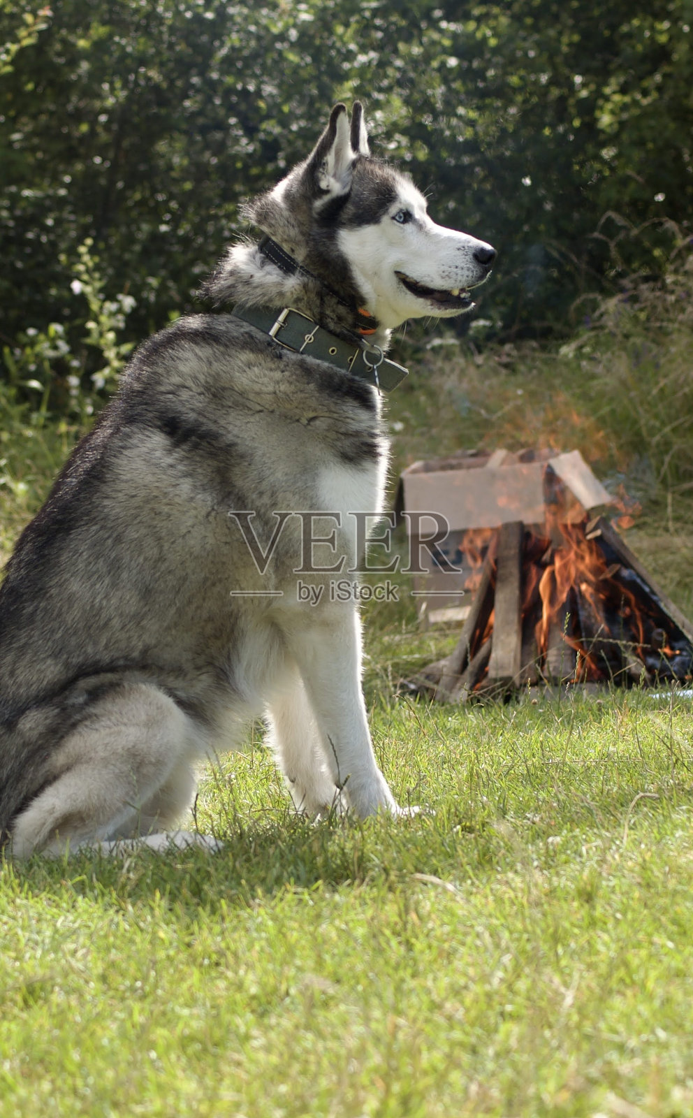 蓝色眼睛的纯种哈士奇狗的肖像。照片摄影图片