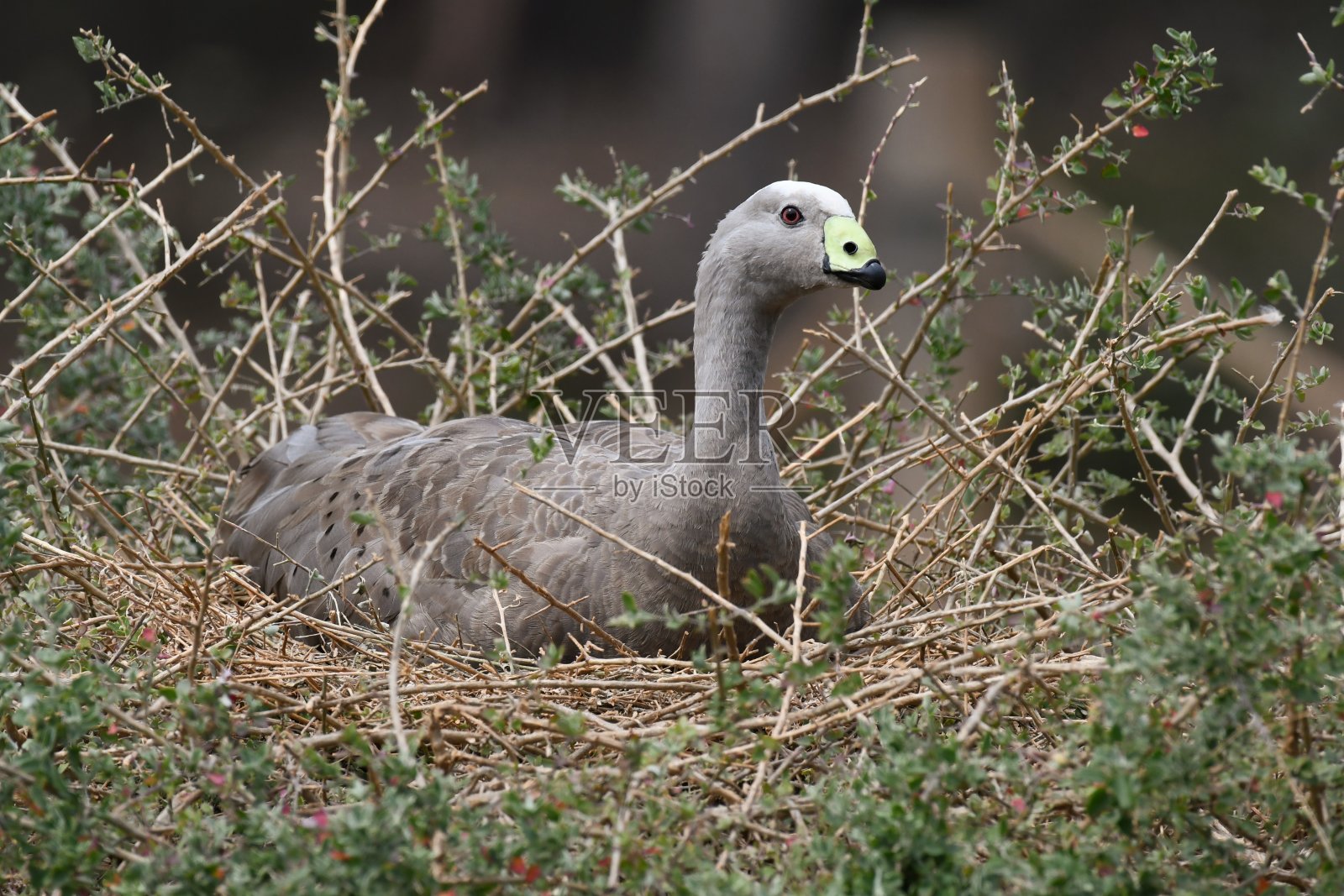 赤毛鹅照片摄影图片
