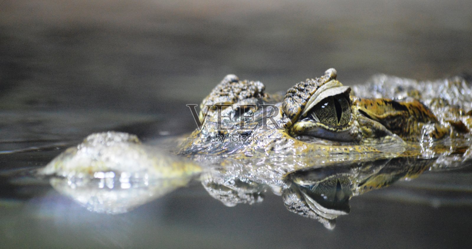 爬行动物鳄鱼照片摄影图片