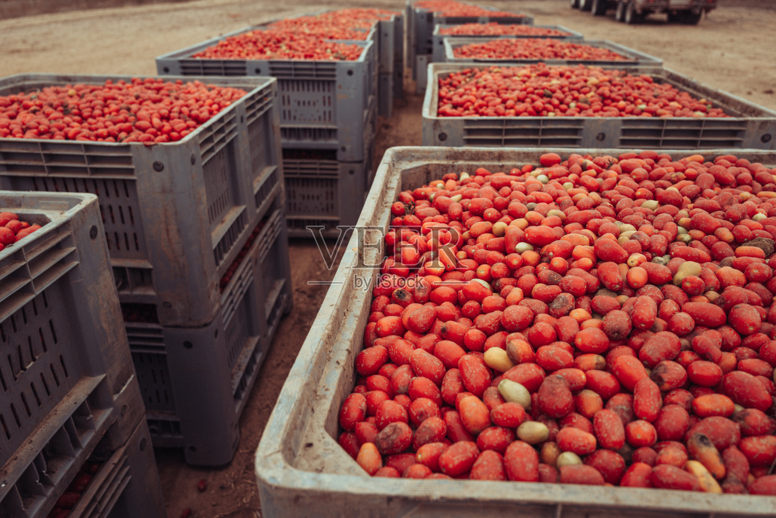 意大利的农业活动:工业化番茄收获照片摄影图片
