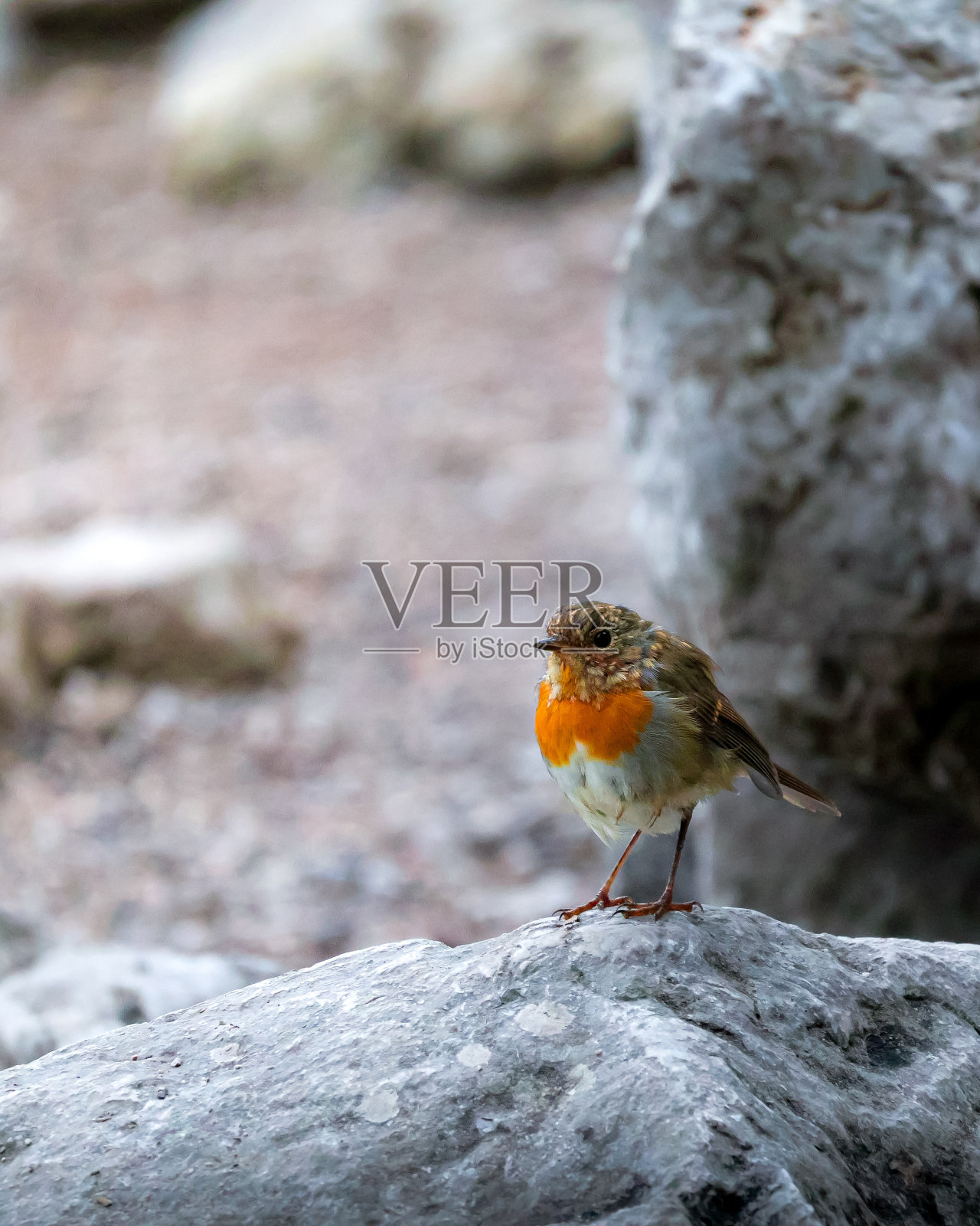 岩石上的罗宾照片摄影图片