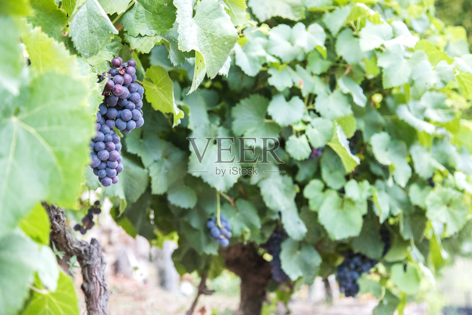 收获季节葡萄藤上的一串串葡萄，葡萄牙，杜罗，维拉雷亚尔，阿利霍。近距离照片摄影图片