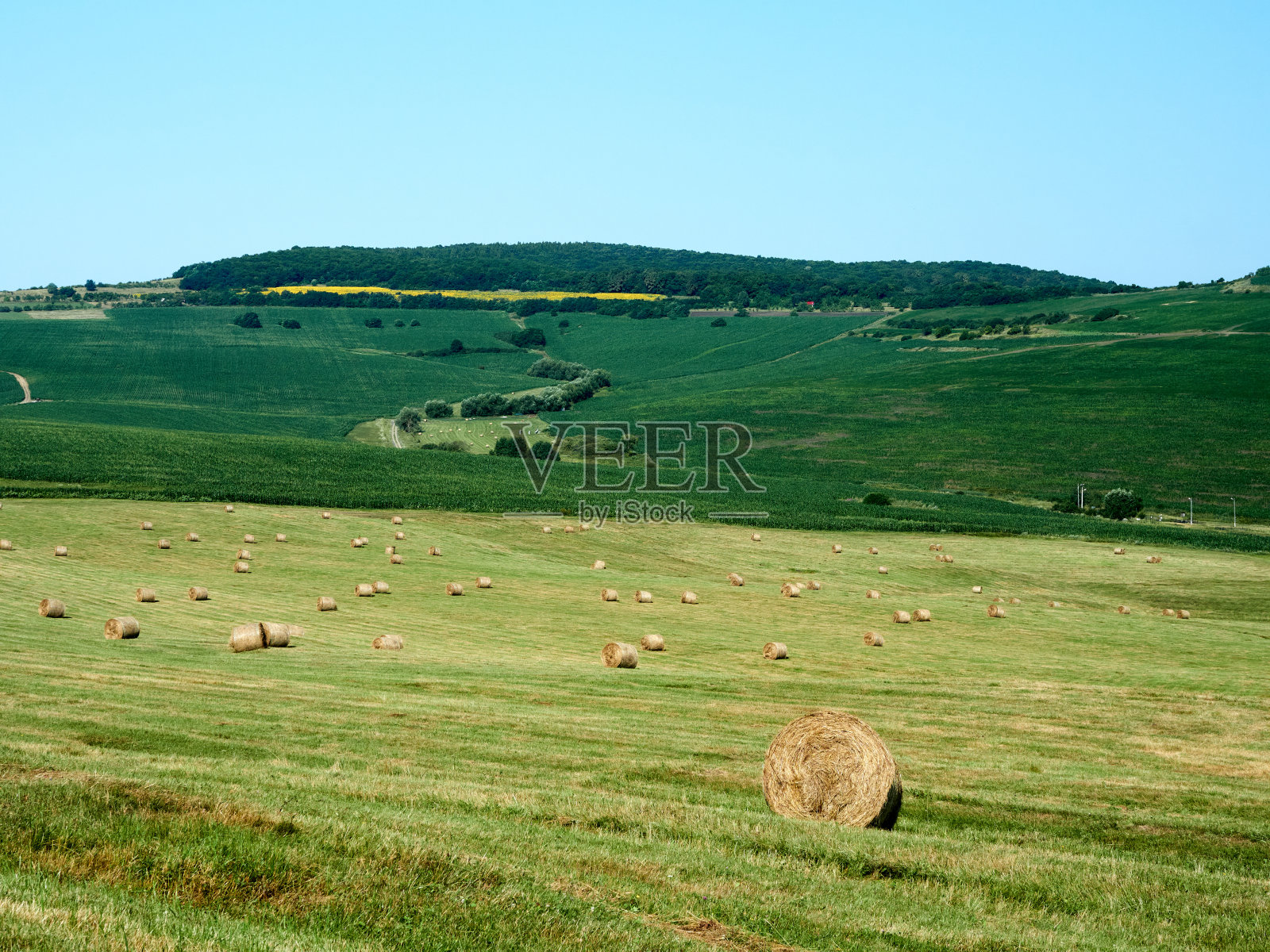 收获谷物后留在地里的干草堆。收割稻草做动物饲料。照片摄影图片