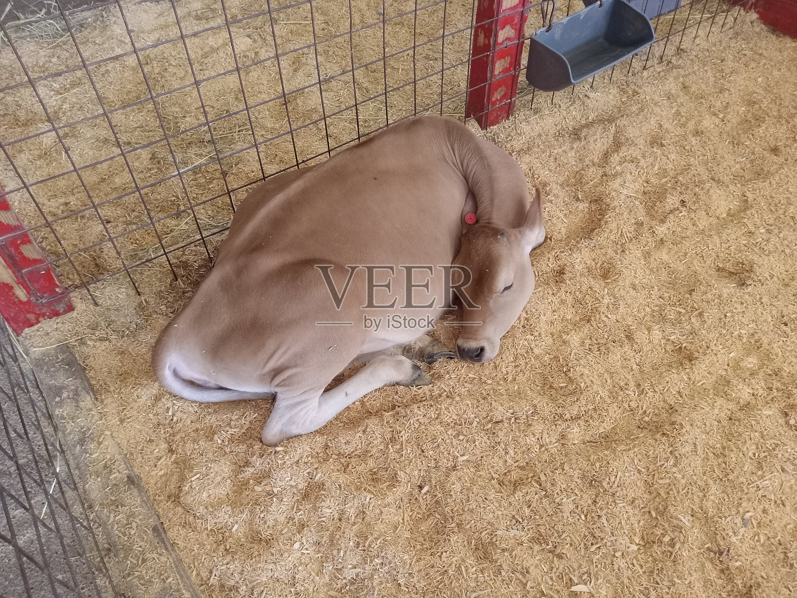 小牛睡照片摄影图片