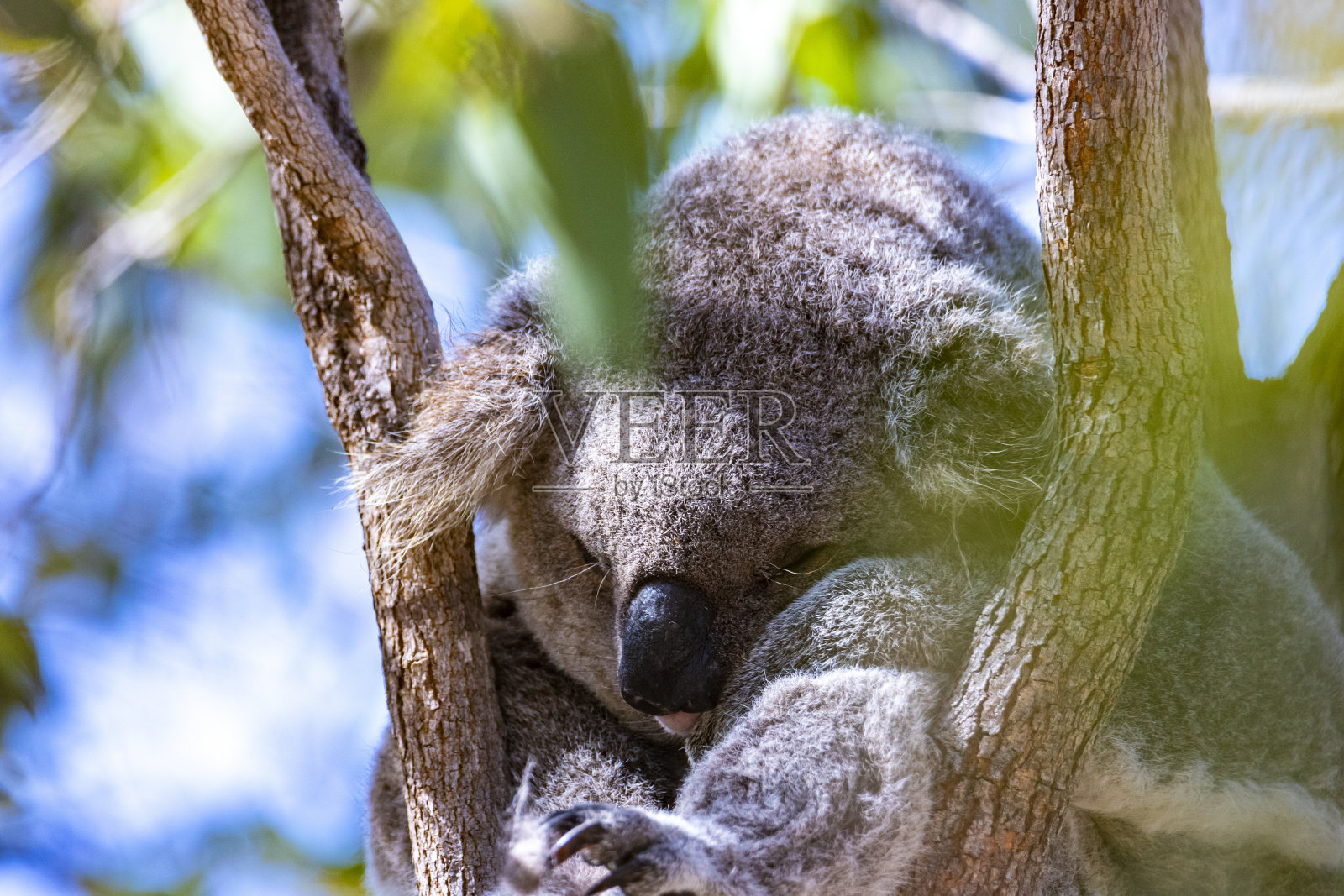 甜美可爱的野生考拉在澳大利亚昆士兰磁岛上的桉树上睡觉照片摄影图片