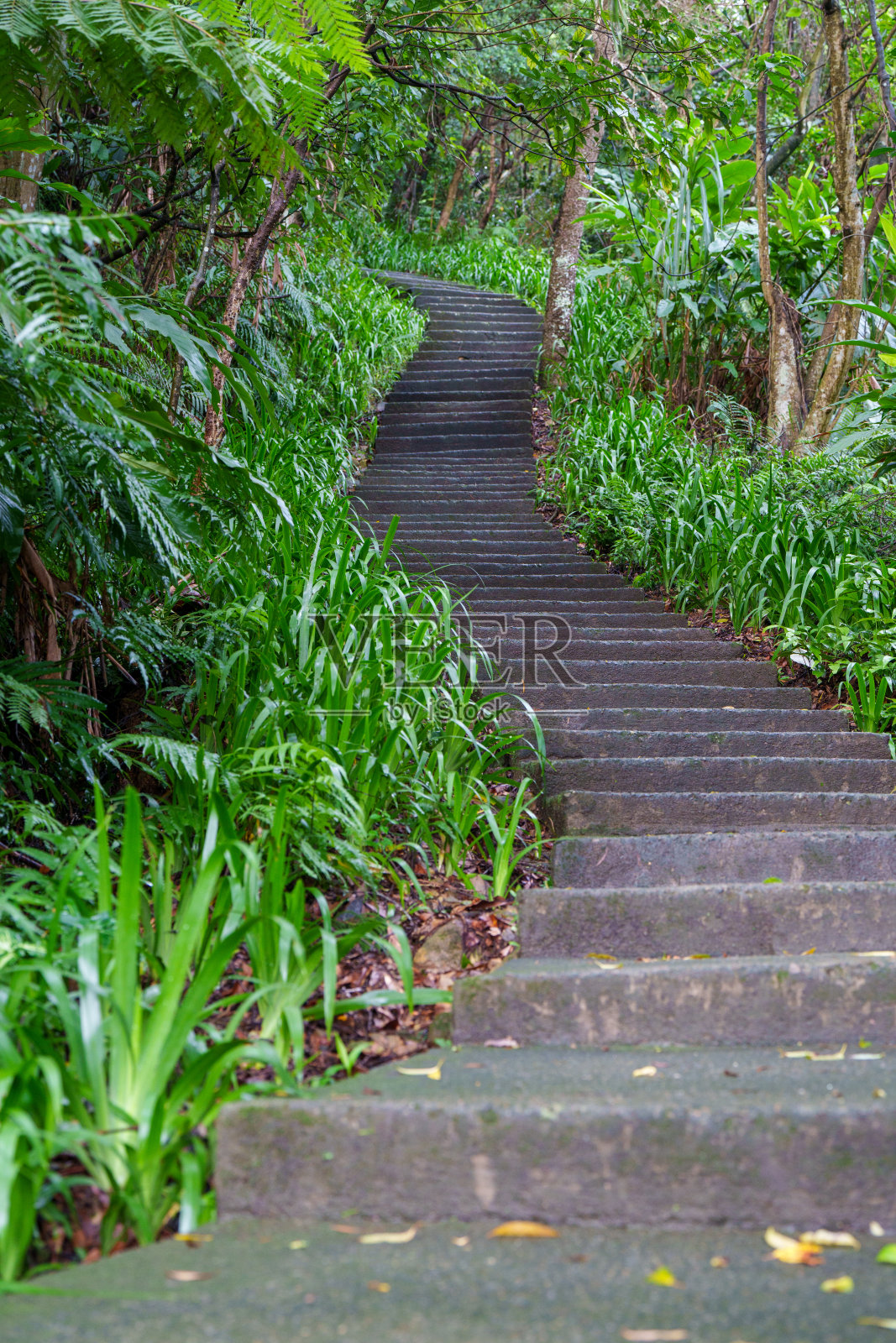 台湾台北，森林里的步道楼梯照片摄影图片