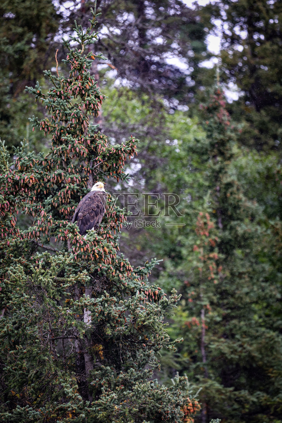 在阿拉斯加内陆的雨中，一只雄壮的秃鹰坐在松树上照片摄影图片