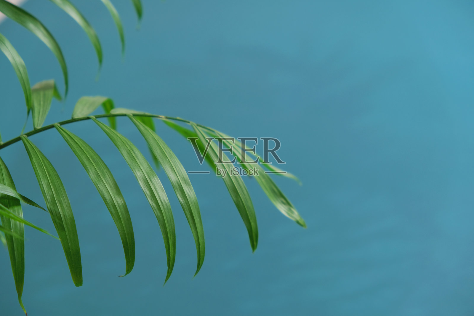 蓝色背景上的绿色棕榈叶树枝。平躺，俯视图照片摄影图片