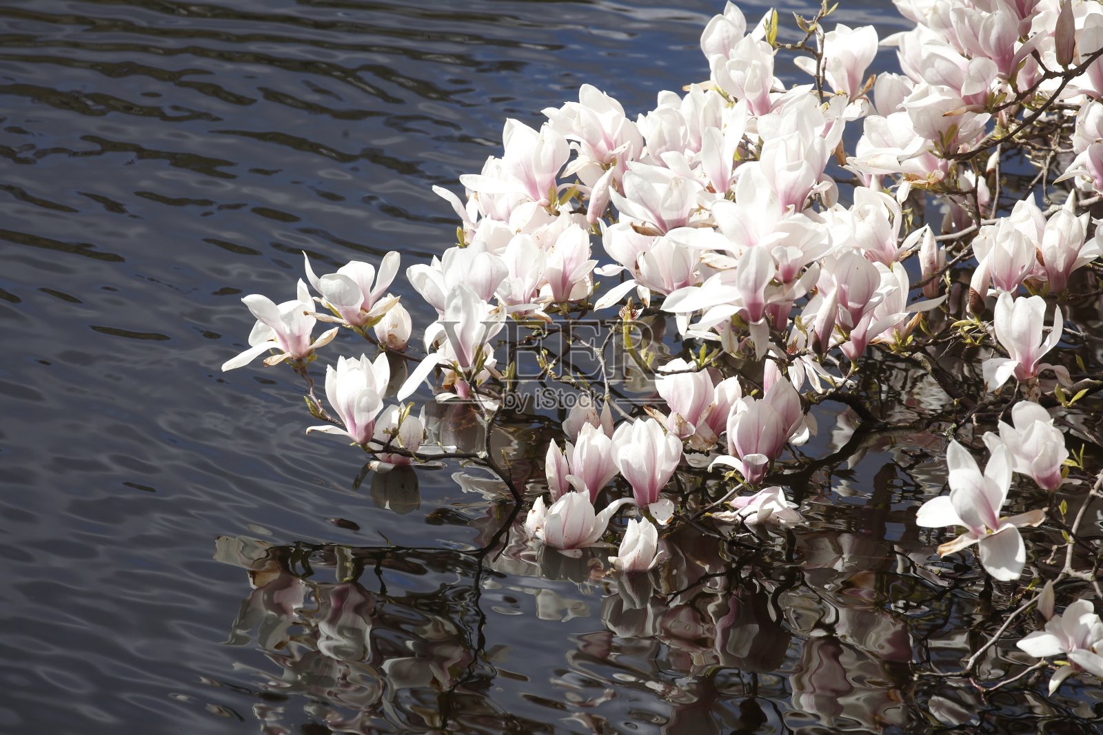粉红色的玉兰花在树枝上的一个身体的水，德国照片摄影图片
