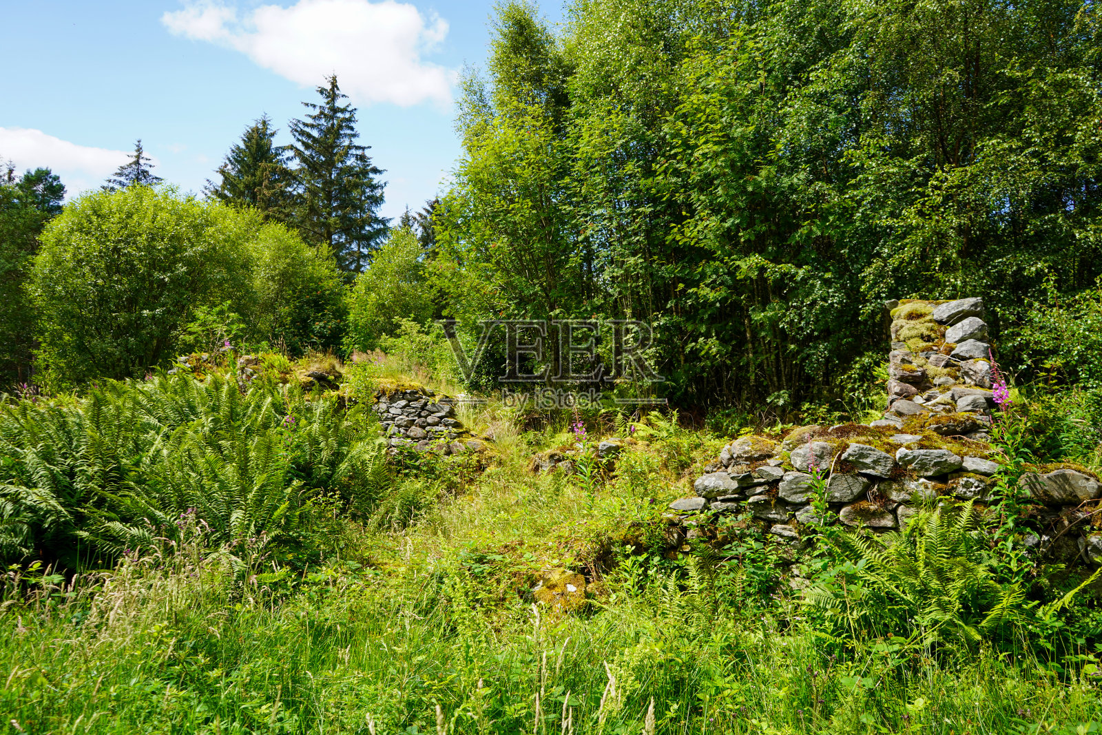 在树林中间长满杂草的旧废墟照片摄影图片