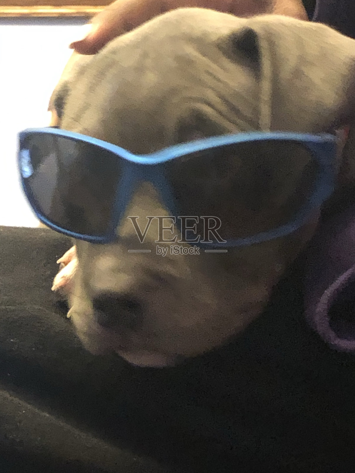 很酷的小狗照片摄影图片